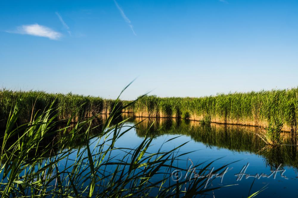 lakefront with reeds