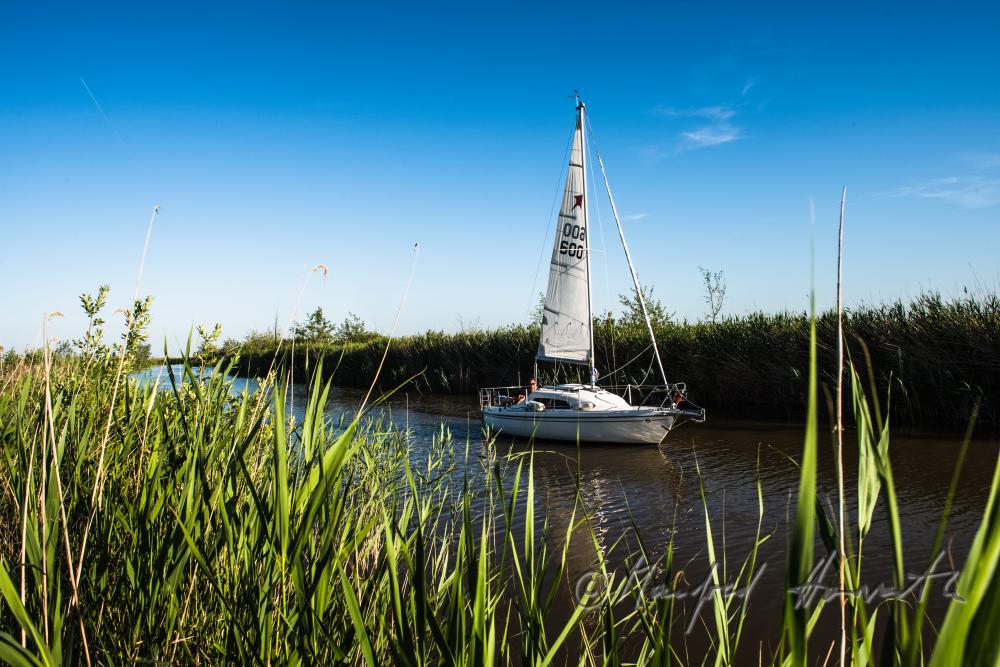 sailing boat in the reed canal on the way to the open lake
