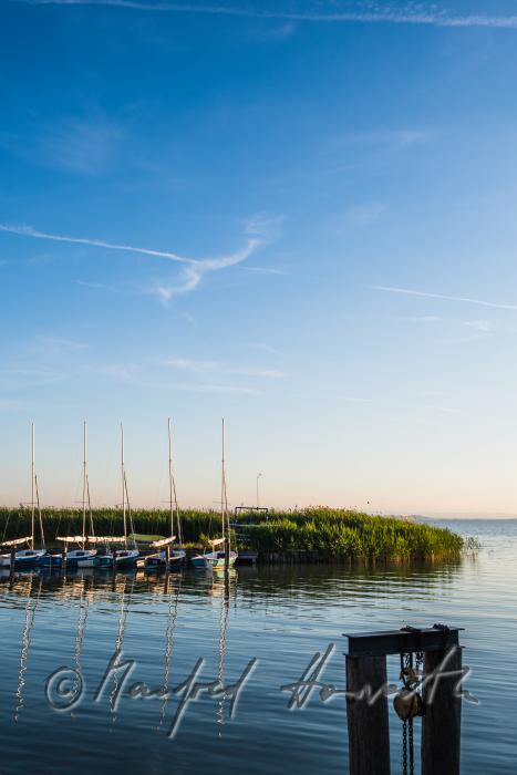 reed islet in the harbour