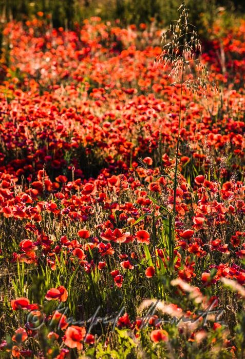 field with bllooming corn poppy on the southern slope of the Leithagebirge