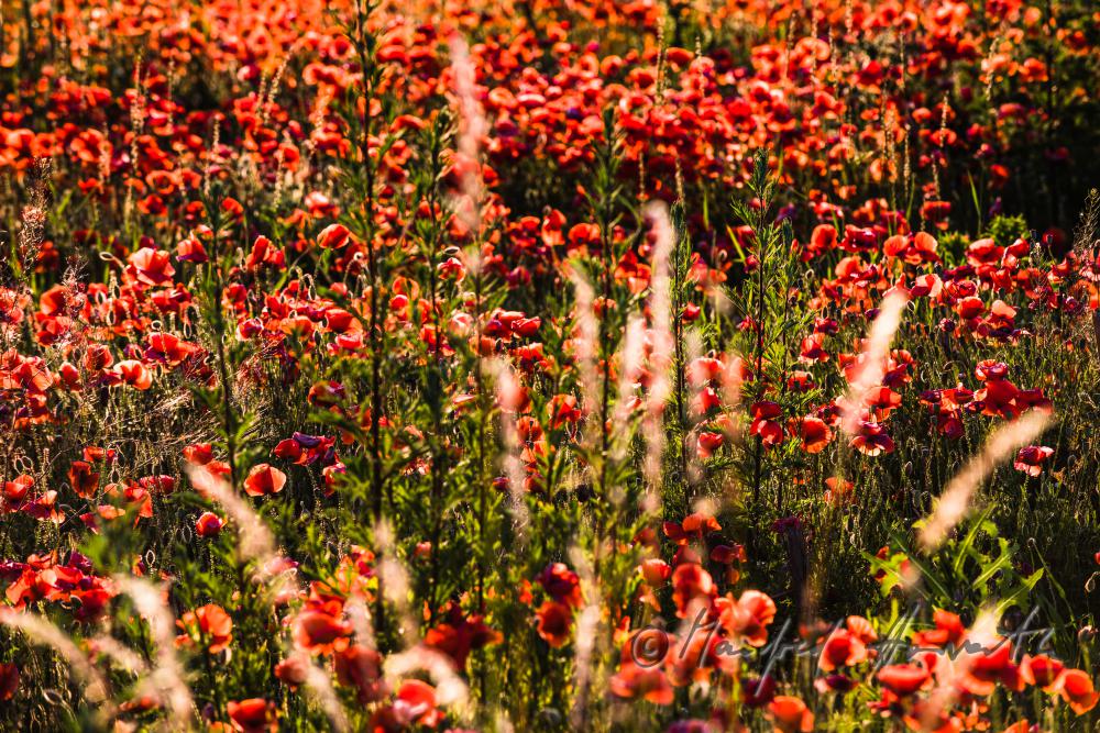 field with bllooming corn poppy on the southern slope of the Leithagebirge