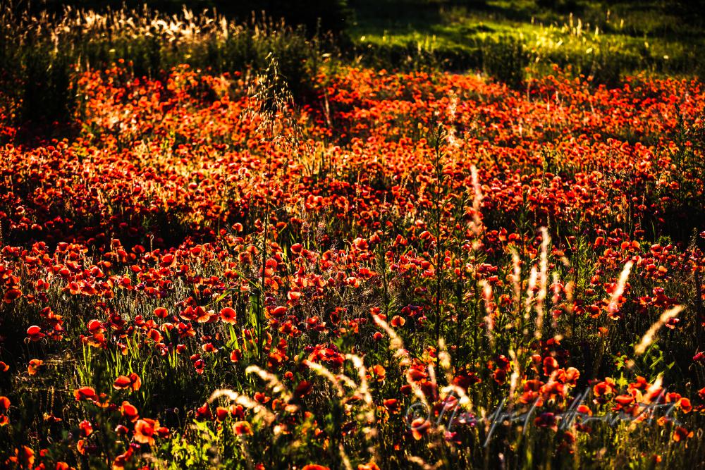 field with bllooming corn poppy on the southern slope of the Leithagebirge