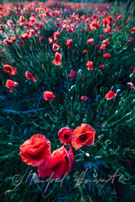 field with bllooming corn poppy on the southern slope of the Leithagebirge