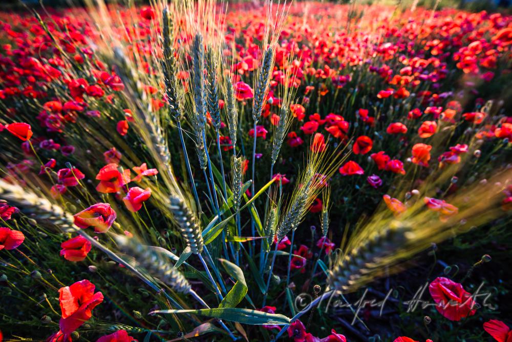 field with bllooming corn poppy on the southern slope of the Leithagebirge
