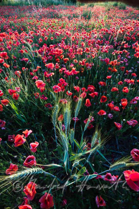 field with bllooming corn poppy on the southern slope of the Leithagebirge