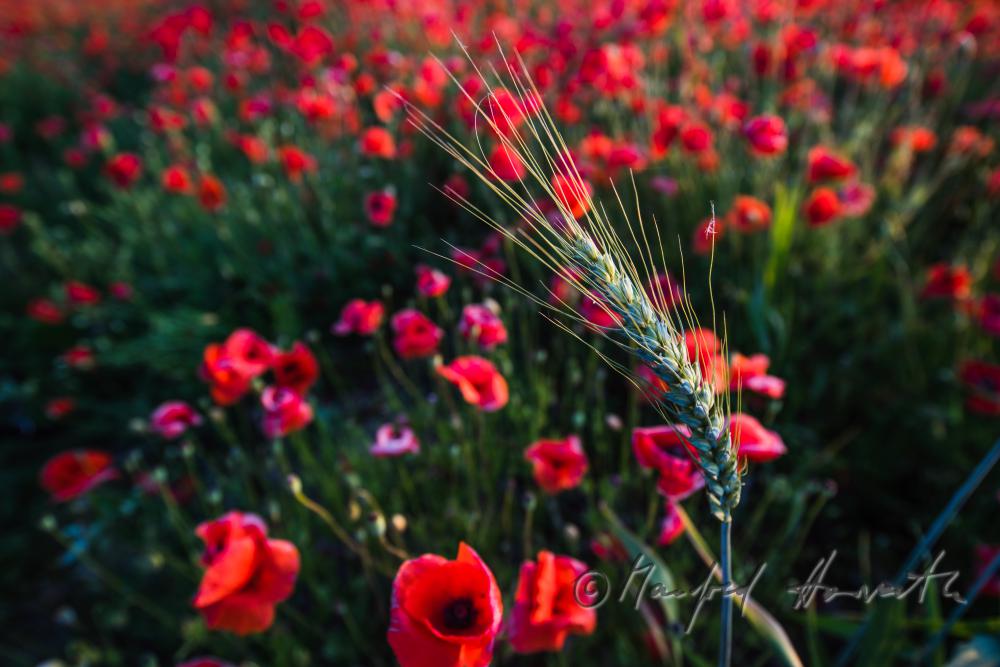 field with bllooming corn poppy on the southern slope of the Leithagebirge