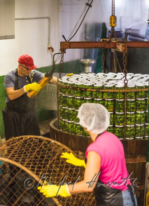 pasteurizing of cucumbers in a big wooden vat