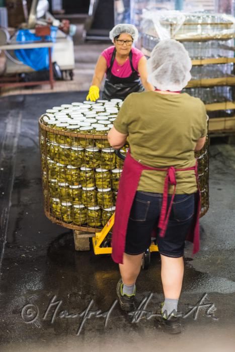 transport of freshly pasteurized dill pickles