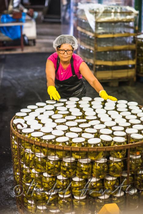 transport of freshly pasteurized dill pickles