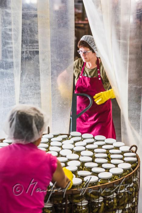 transport of freshly pasteurized dill pickles