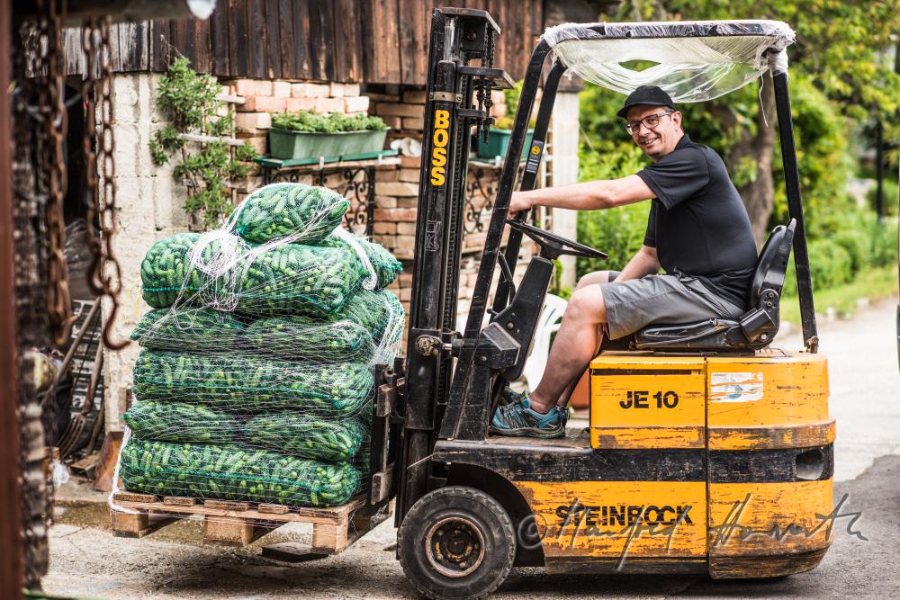 operator Franz Neubauer with cucumbers on the way to the factory