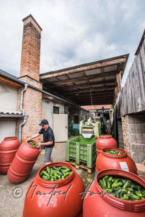 barrels of cucumbers with marinade for the production of gherkins