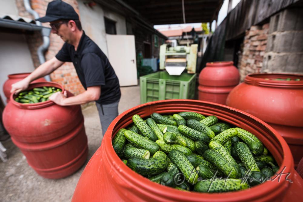 barrels of cucumbers with marinade for the production of gherkins