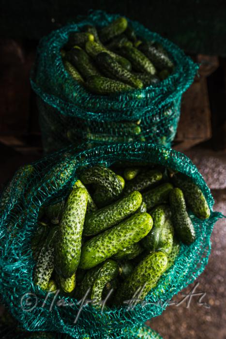 sack of cucumbers for the production of dill pickles