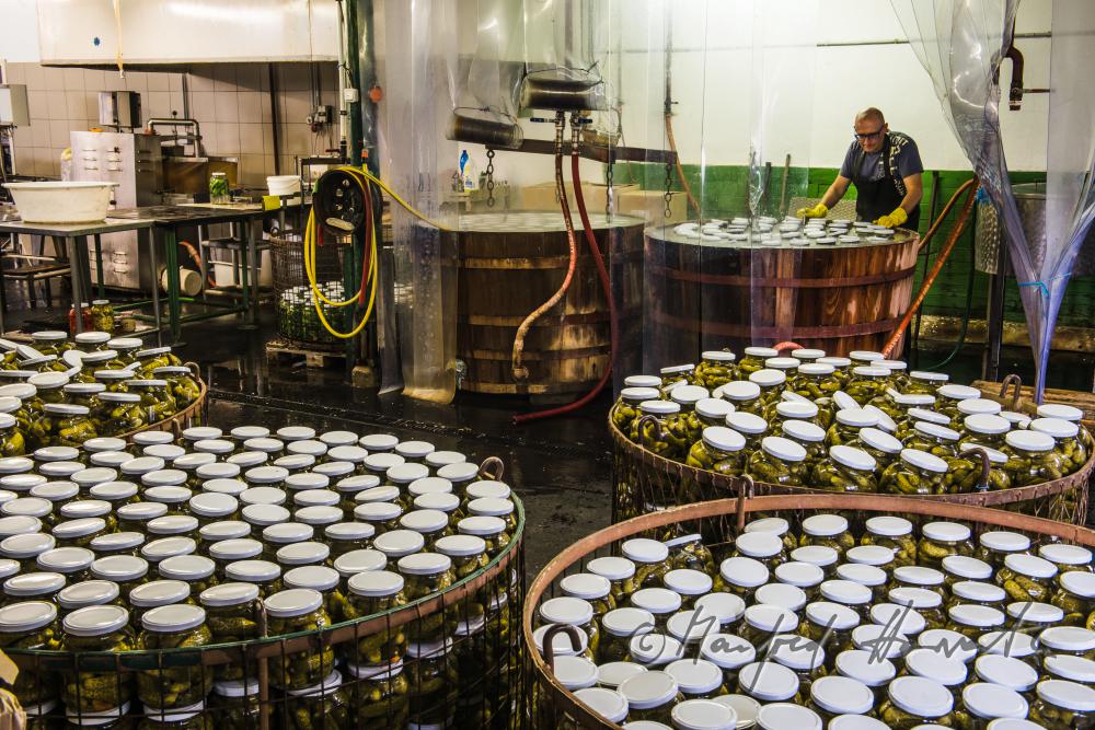 pasteurizing of cucumbers in a big wooden vat