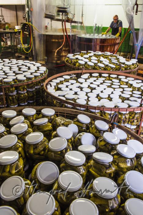 pasteurizing of cucumbers in a big wooden vat