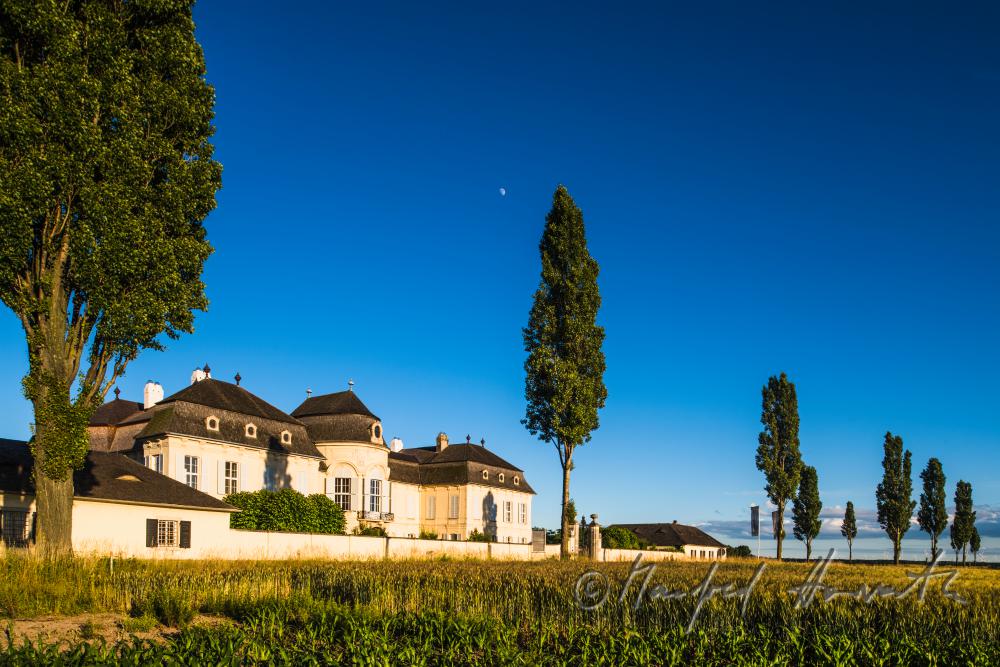 Castle Niederweiden and cottonwood trees