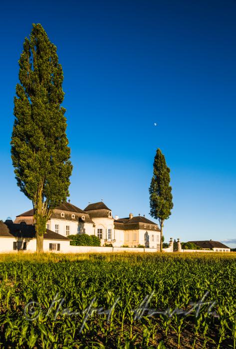 Castle Niederweiden and cottonwood trees