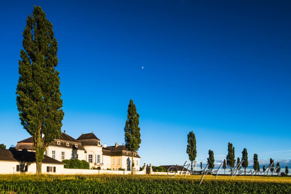 Castle Niederweiden and cottonwood trees