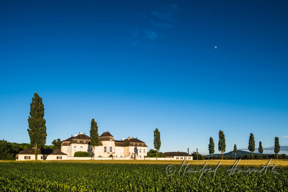 Castle Niederweiden and cottonwood trees