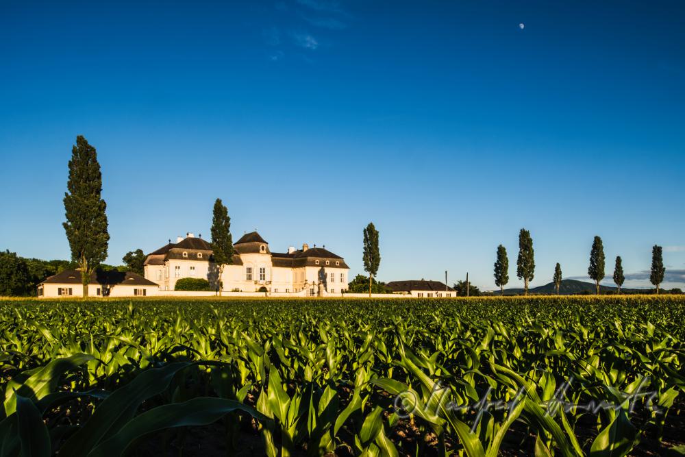 Castle Niederweiden and cottonwood trees