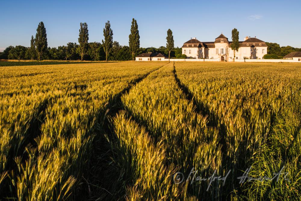 Castle Niederweiden and barley field