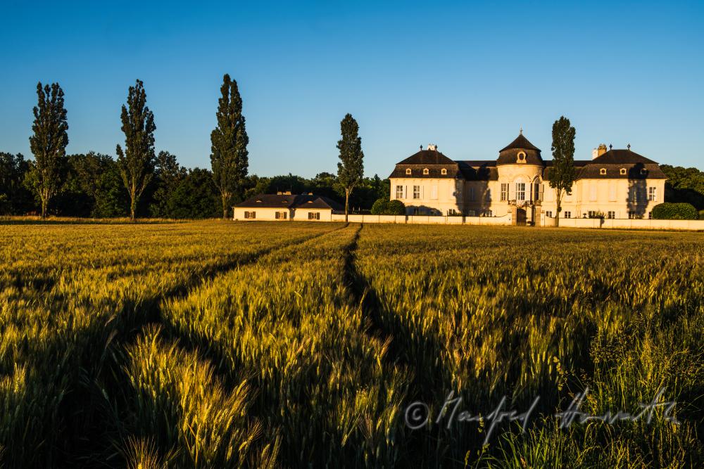 Castle Niederweiden and barley field