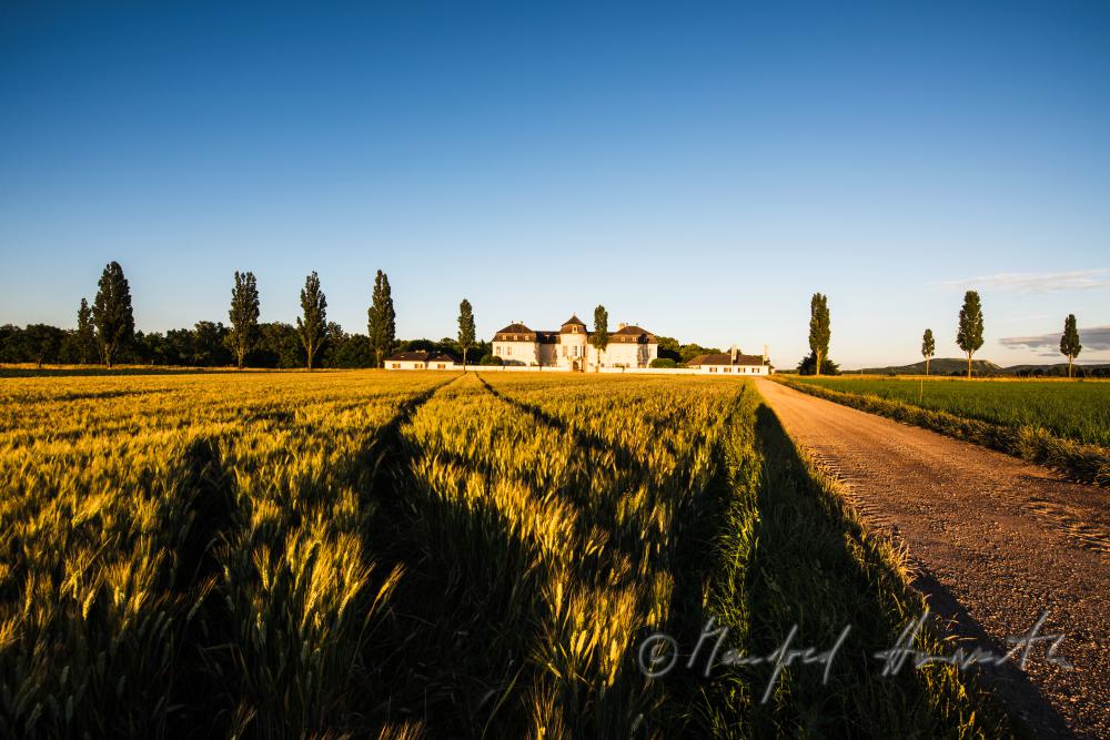 Castle Niederweiden and barley field