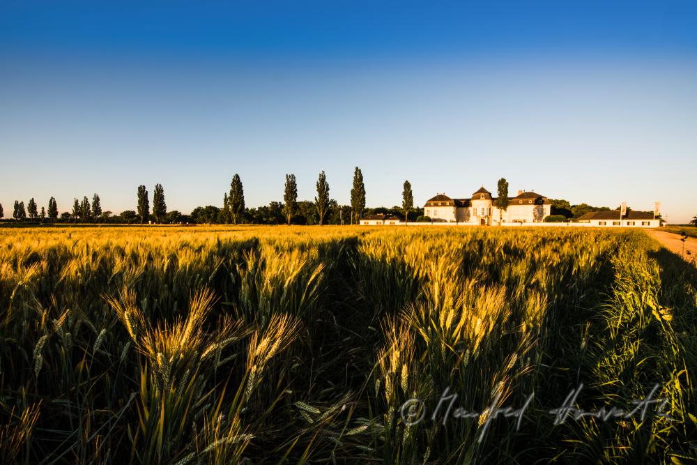 Castle Niederweiden and barley field
