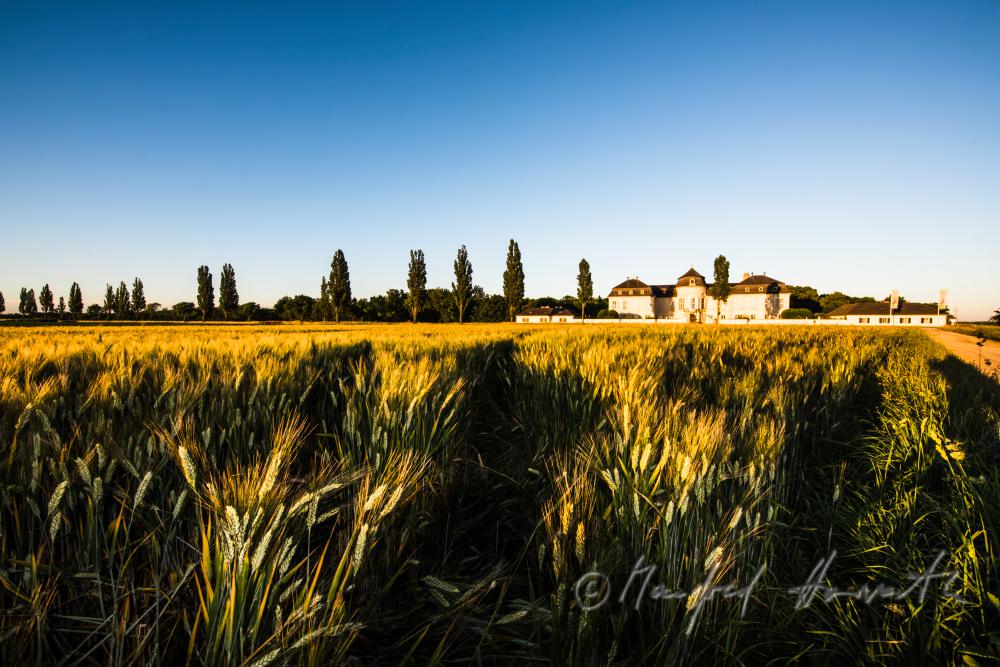 Castle Niederweiden and barley field