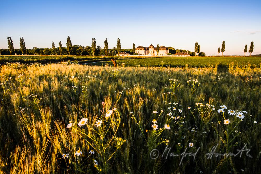 Castle Niederweiden and barley field