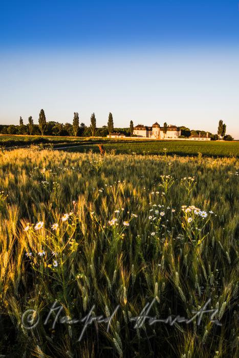 Castle Niederweiden and barley field