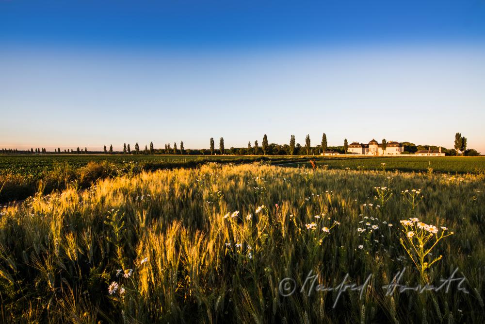 Castle Niederweiden and barley field