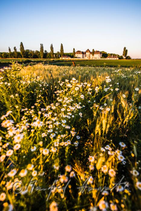 Castle Niederweiden and barley field
