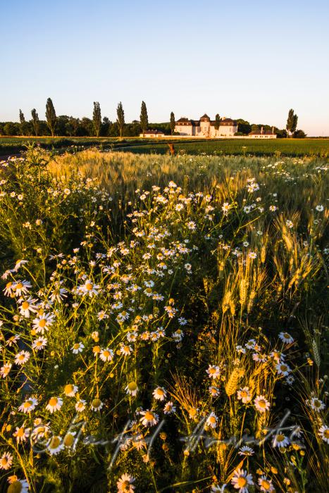 Castle Niederweiden and barley field