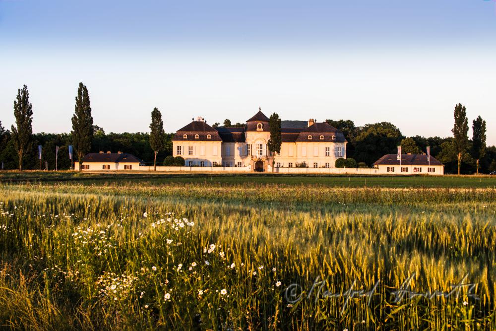 Castle Niederweiden and barley field