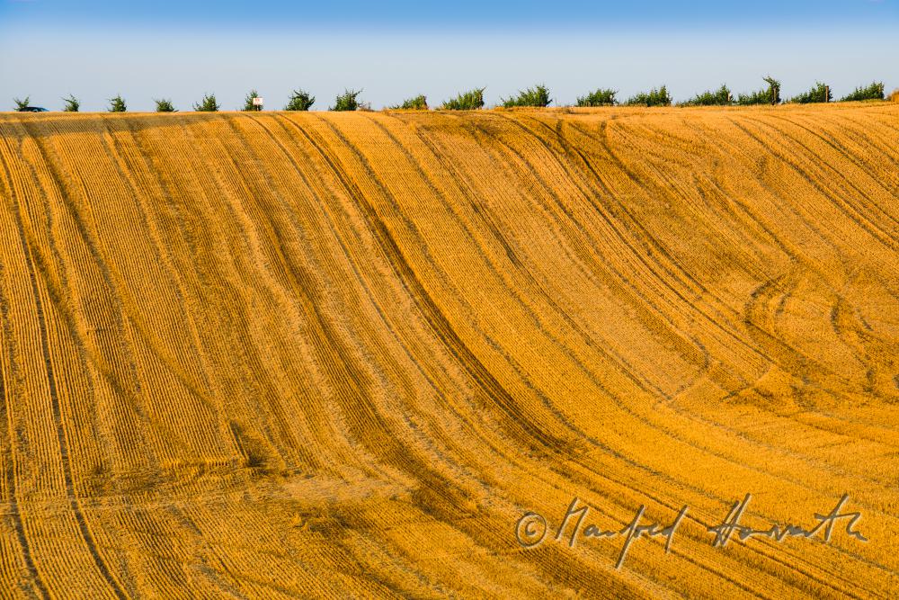stubblefield and vineyards on top of the hill