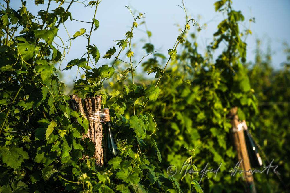 wine bottle in a vineyard on the Rochusberg