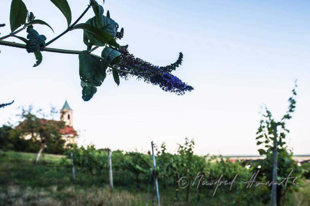 vineyard near the church and blossom of a summer lilac
