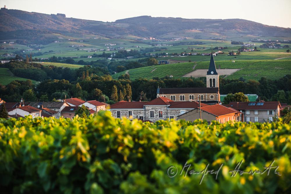 vineyards around the wine region Beaujolais