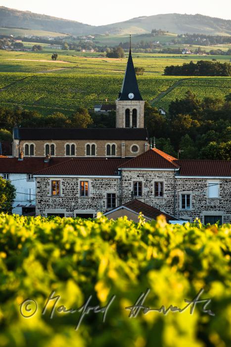 vineyards around the wine region Beaujolais