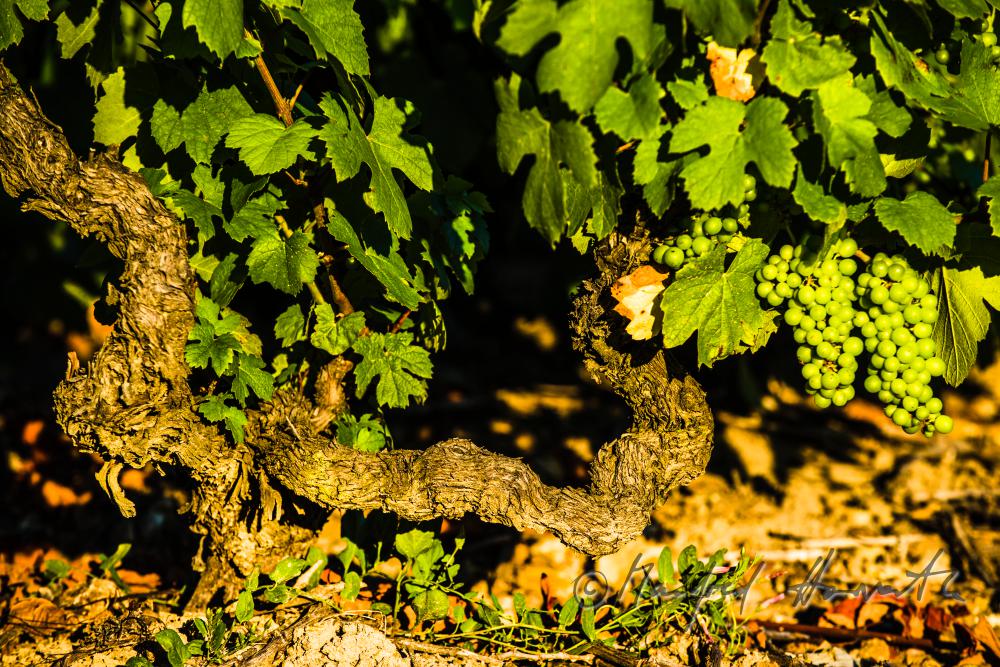 Beaujolais-grapevine with verdant grapes in July