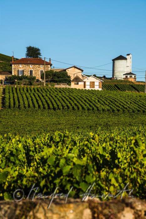 vineyards around the wine region Beaujolais