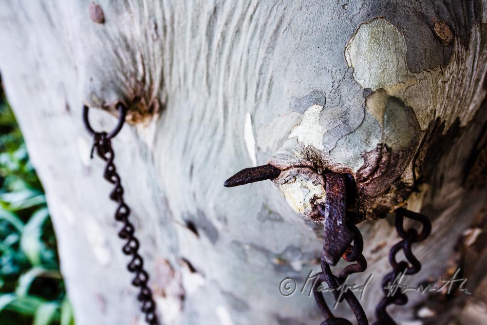 plane tree with a 