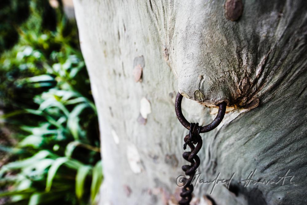 plane tree with a 