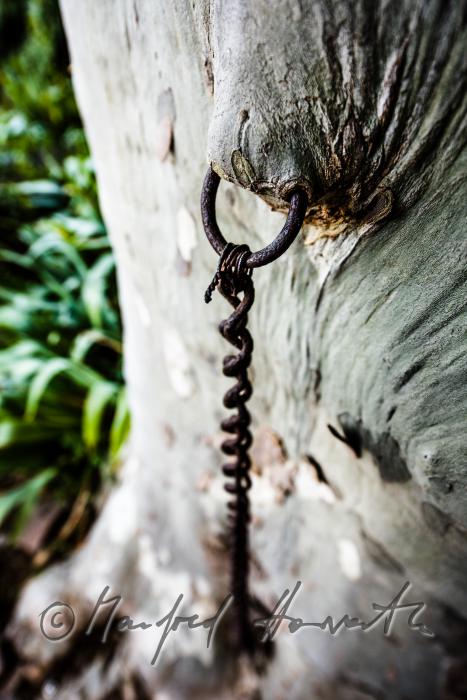 plane tree with a 