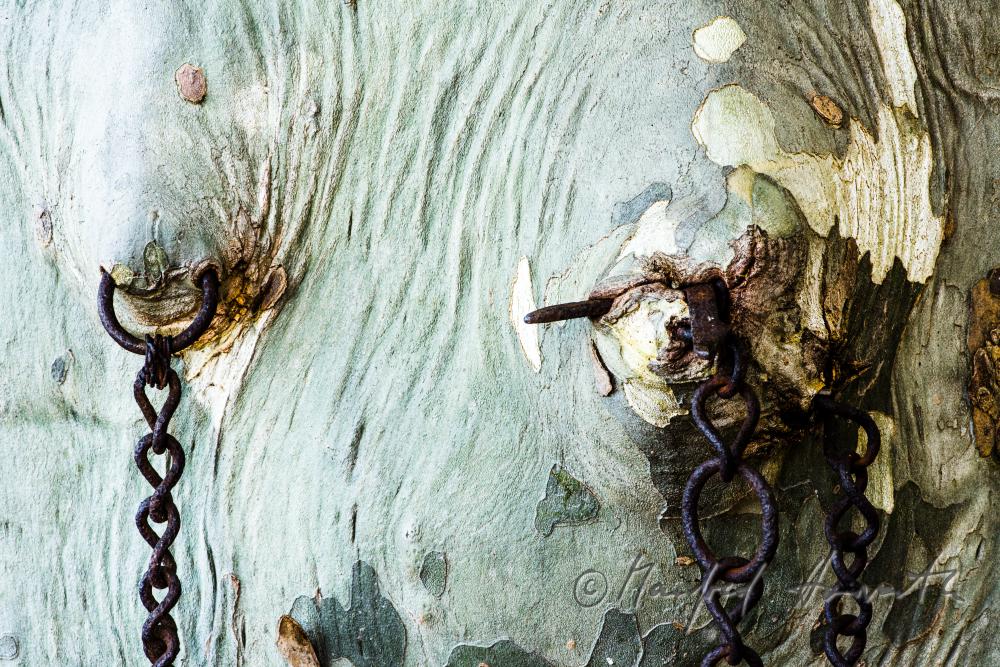 plane tree with a 