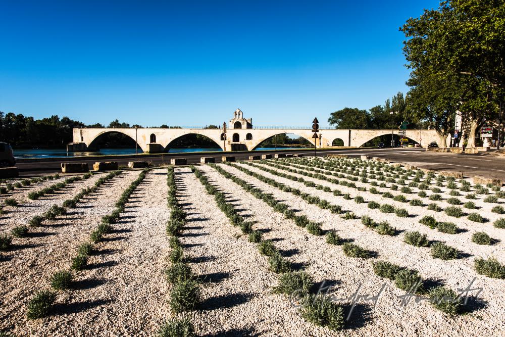 Bridge of Avignon (