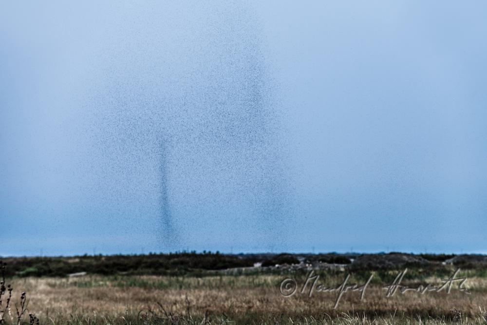 mosquito swarms over the wetlands in the dawn