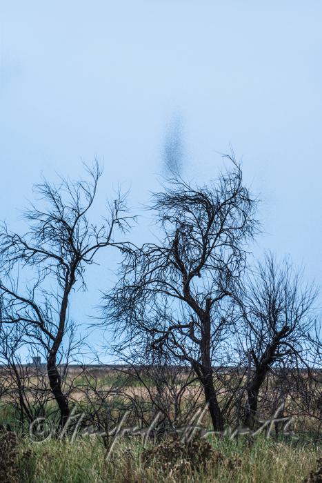 mosquito swarms over the wetlands in the dawn